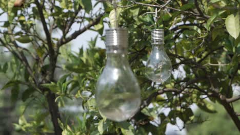 light bulbs hanging on tree