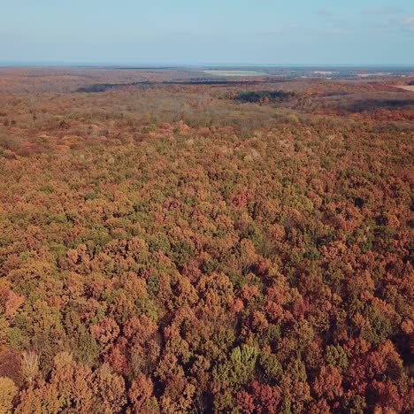 yellowed trees of the forest aerial view. wonderfull landscape of autumn. camera motion backwards