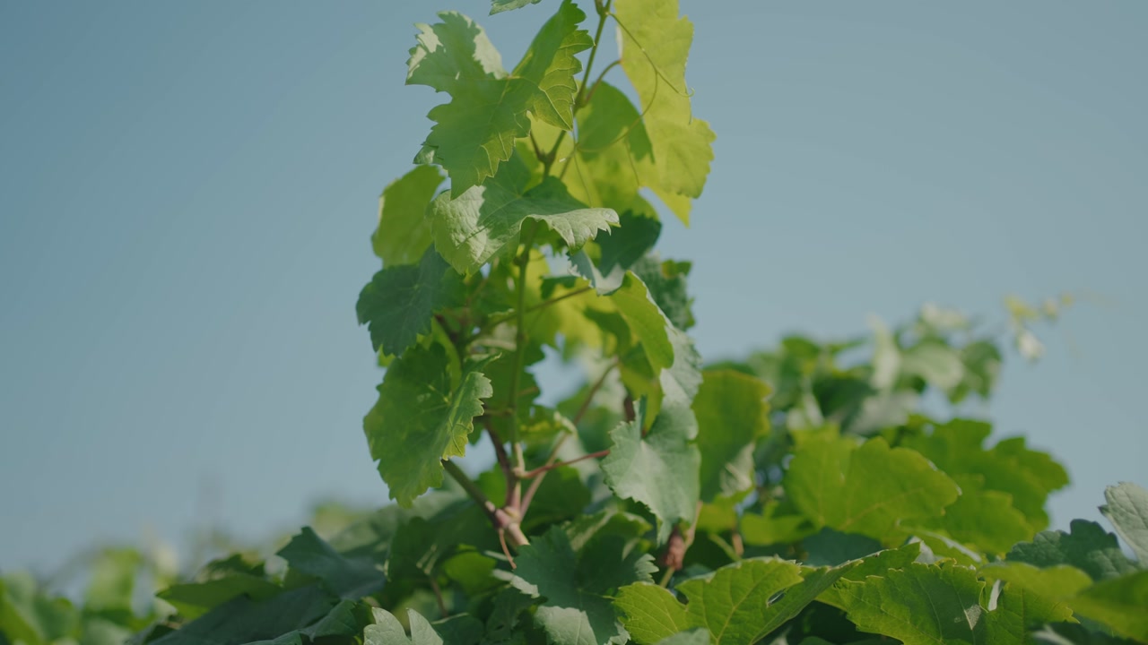 close up of green vineyard leaves glowing in sunlight