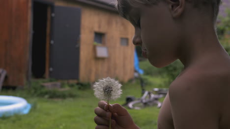 boy holding a dandelion