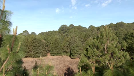 Densa-Vegetación-De-Pinos-Sobre-Un-Fondo-De-Cielo-Azul-De-Verano-En-Sierra-De-Quila,-Jalisco,-México