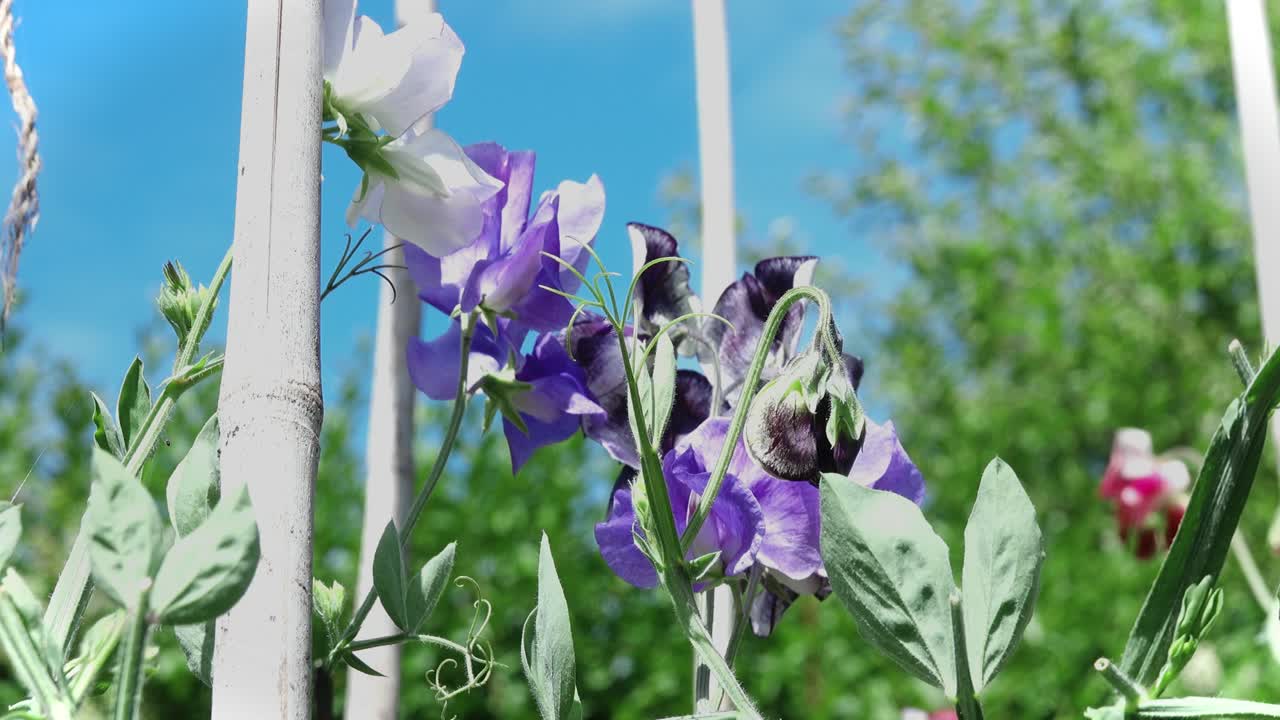 Purple and mauve sweet pea flowers against bamboo poles