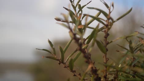 some dune plants in the wind in slow-motion