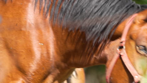 close-up of a brown horse's face, showing its eye and flies around it, with a blurred green background