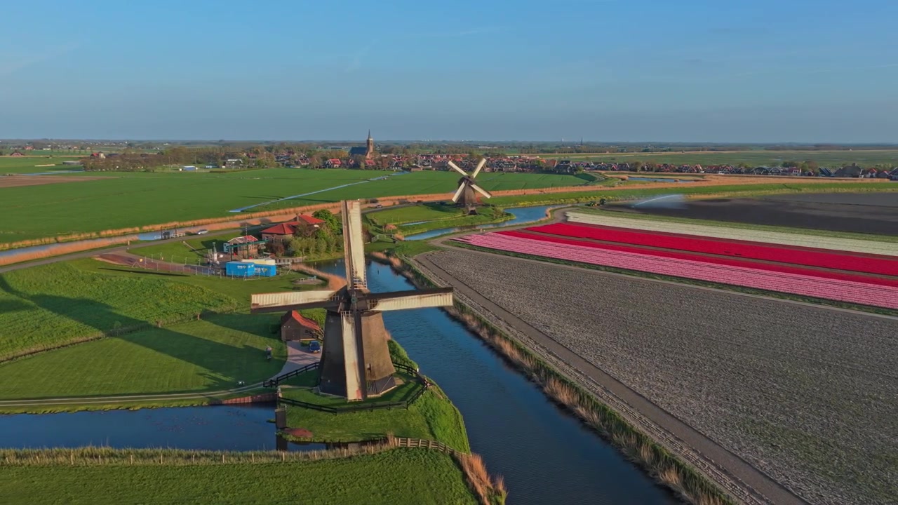 Dutch windmills spinning over colorful tulip fields aerial view