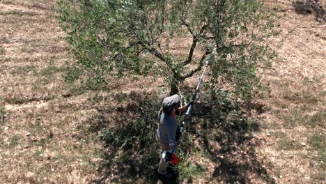 aerial video of a man pruning olive tree with chainsaw