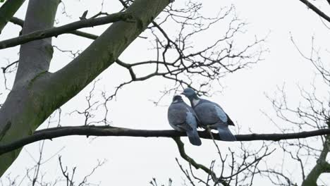 Dos-Palomas-Torcaces-Inglesas-Salvajes-Sentadas-En-Un-árbol-En-Un-Día-De-Invierno-En-Diciembre