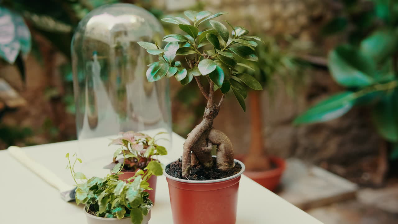 Albero Bonsai Ficus Ginseng verde su un tavolo in un giardino.