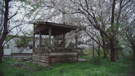 Old-wooden-gazebo-surrounded-by-lush-greenery-and-blooming-cherry-trees-in-a-serene-garden