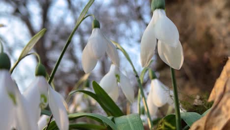 forest spring wild wind snowdrop blooms blossoms beauty delicate flowing fresh green greenery landscape natural outdoors purity riverside serenity springtime water white wildflower adventure in tehran