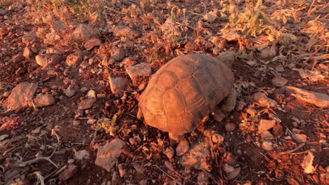 Bezaubernde-Schildkröte-Beim-Spaziergang-In-Der-Natur:-Fesselnde-Nahaufnahme-Einer-Wunderschönen-Wilden-Schildkröte,-Die-Ein-Langsames-Leben-In-Ihrem-Natürlichen-Lebensraum-Genießt