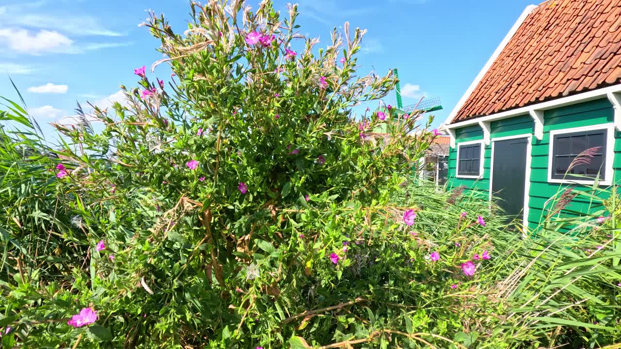 Smooth camera movement reveals traditional green houses, windmills, and canal under bright daylight