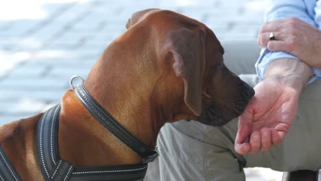 man petting his dog