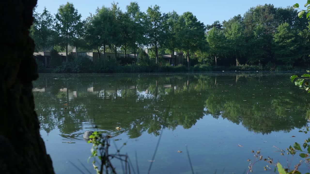 Lake with Reflections and a Coot