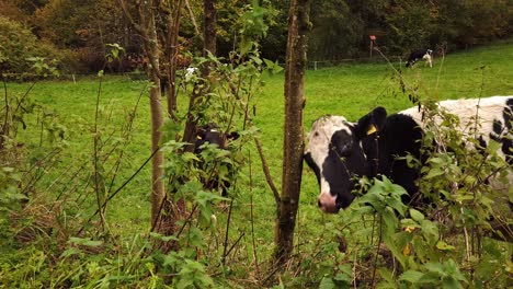 linda vaca rascándose la cabeza contra un árbol y golpeando la cabeza de la vaca más pequeña