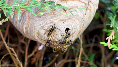 wasp nest close up in cedar bush