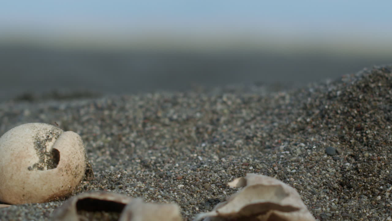 해변 에서 달 ⁇   ⁇ 질 사이 를  ⁇ 고 있는 아기 호크스빌 바다 거북이
