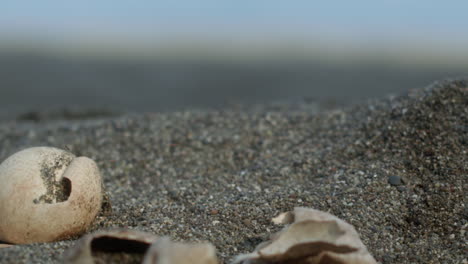 baby hawksbill sea turtle walking among egg shells at the beach