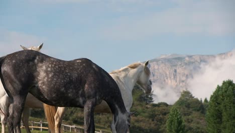 Horse-eating-grass