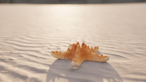 シティ・ビーチの海星