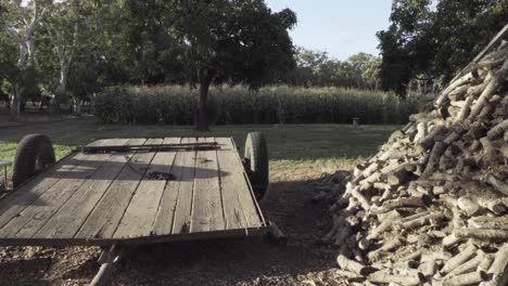 Dolly-shot-of-a-large-pile-of-firewood-branches-cut-from-old-walnut-trees-that-had-outlived-their-productive-life