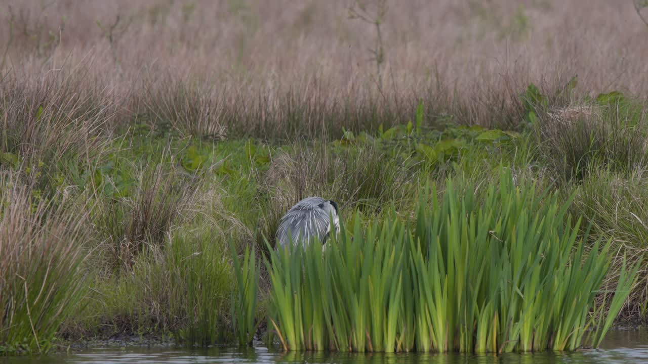 una garza gris de pie en las cañas de la orilla del río, arreglando sus plumas
