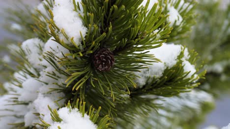 conifer tree with snow in winter