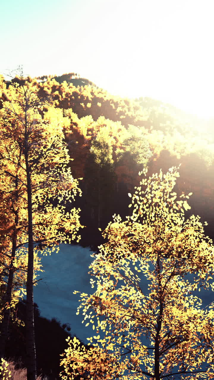 황금빛 가을 숲