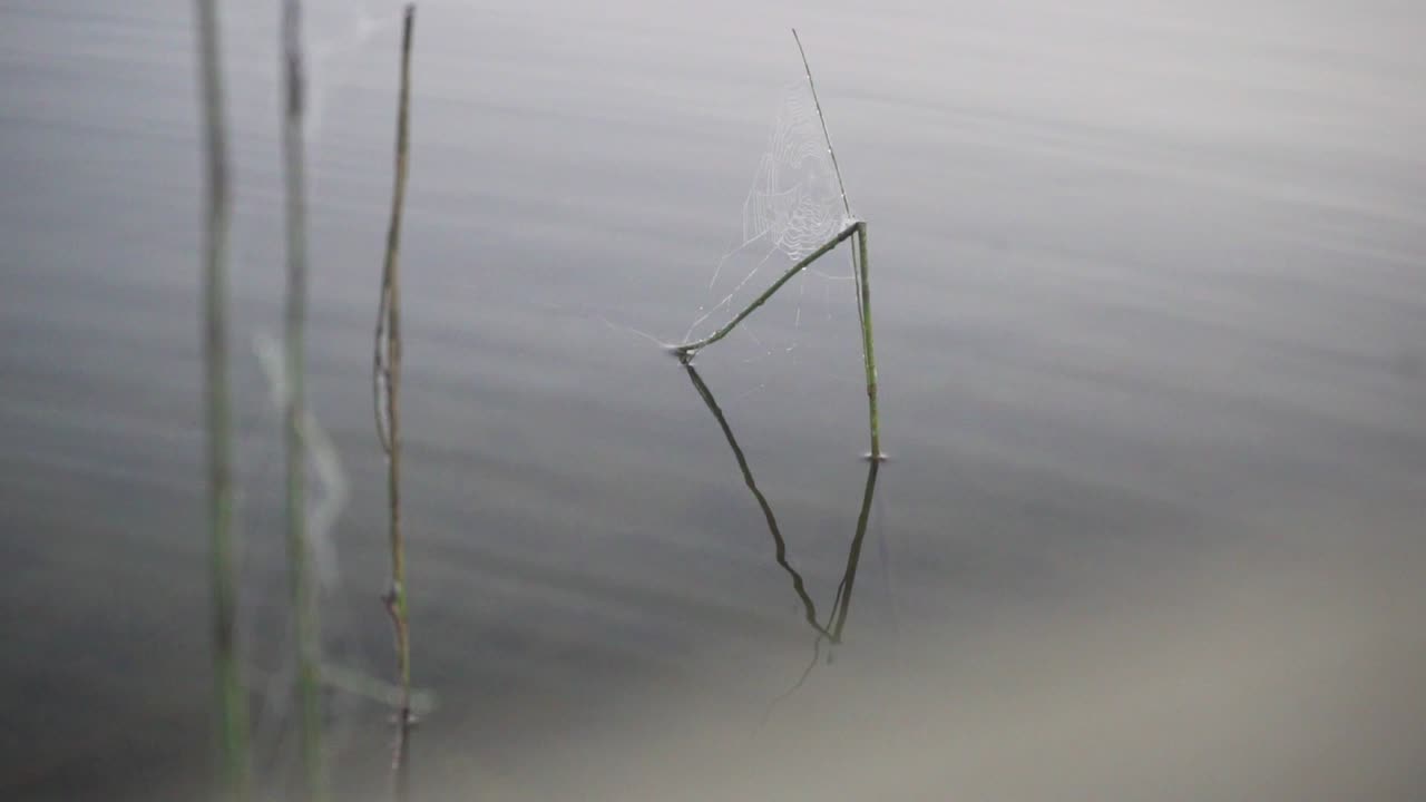 una telaraña colgando de un poco de hierba en un lago