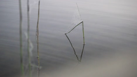 a spider web hanging on some grass in a lake