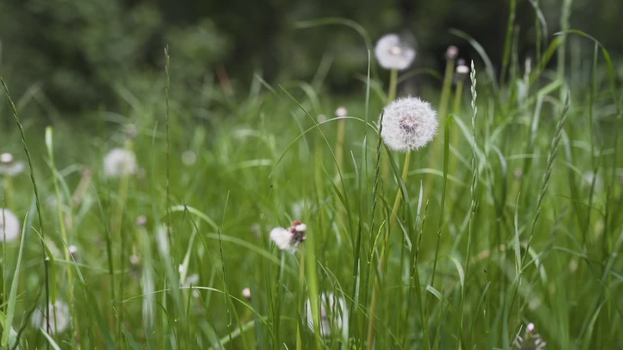 일부 높은 잔디에 서 있는 serval 민들레의 아름다운 장면