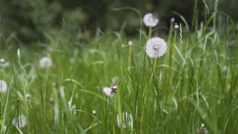 beautiful footage of serval dandelions standing in some high grass