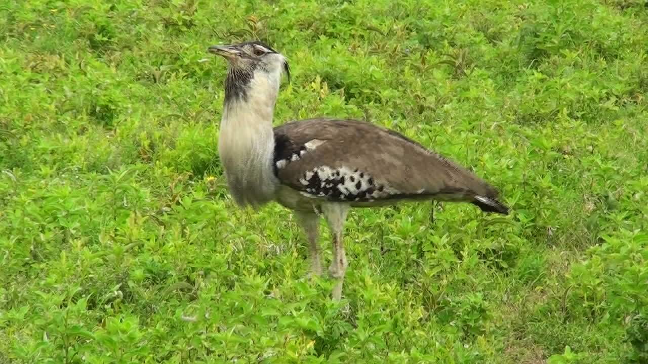 코리 버스타드 새가 아프리카의 풀밭을 걷고 있다