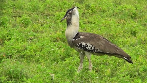 Ein-Koritrappenvogel-Spaziert-Im-Gras-In-Afrika