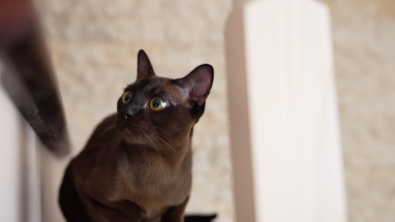 Gattino carino in atteggiamento di caccia e osservazione. Adorabile gatto scuro seduto a terra che caccia un giocattolo.