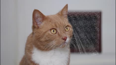 los ojos de gato tabby se dilatan cerca de la ventana con el bucle de la cortina cinemagraph