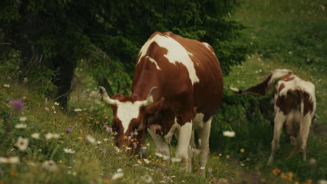 cows in a meadow