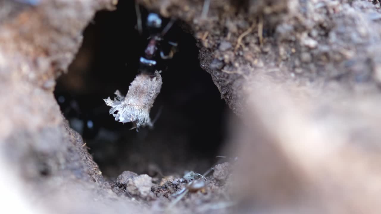 개미집의 입구: 개미들이 일하고 물건을 운반하고 있습니다.