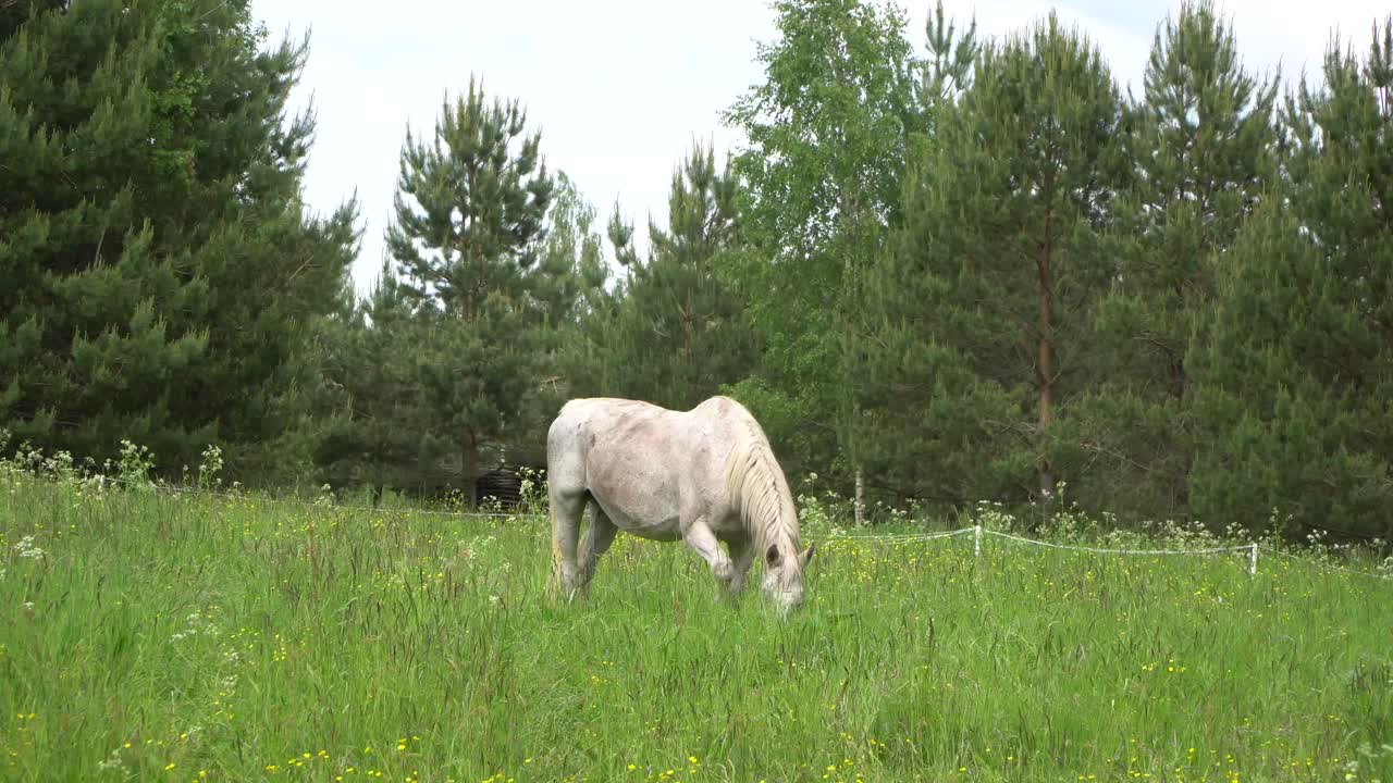 хорошее пастбище содержит большую часть питательных веществ, необходимых лошади для здоровья
