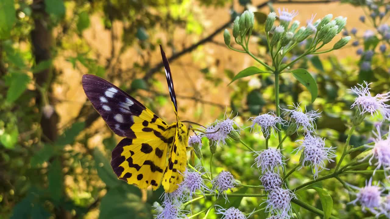 Falena tigre falsa che impollina mentre riposa su un fiore viola dell'arbusto di Siam weed - inquadratura statica