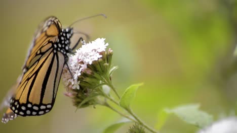 Cerca-De-Una-Hermosa-Mariposa-Monarca-Comiendo-Néctar-De-Una-Flor
