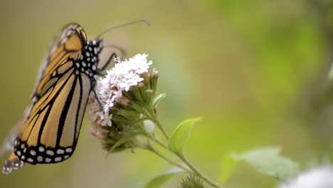 cerca de una hermosa mariposa monarca comiendo néctar de una flor