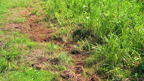 Big-grass-snake-in-green-grass