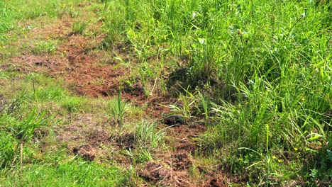 gran serpiente de hierba en la hierba verde