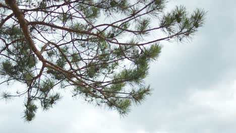 pine tree branches against a cloudy sky