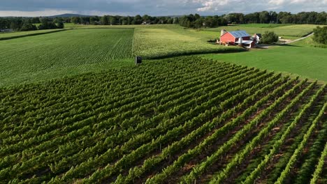 grape vineyard for winemaking