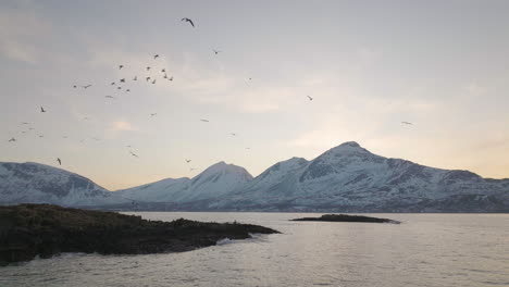 a stunning slow pan focusing on birds flying over a norwegian shore during golden hour