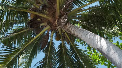 Captura-Vertical-De-Una-Palmera-De-Coco-Con-Cielo-Azul-Detrás