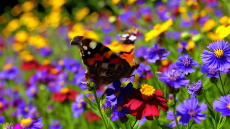colorful wildflower meadow with butterflies