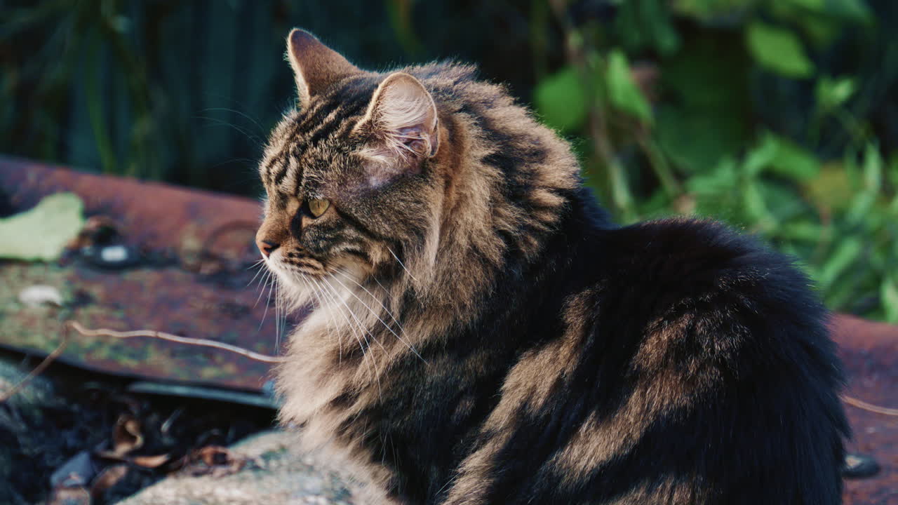 Ritratto di un gatto soriano a pelo lungo e soffice che si riposa all'aperto e guarda attentamente verso la fotocamera